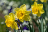 20130416_140115 Narcisi.jpg